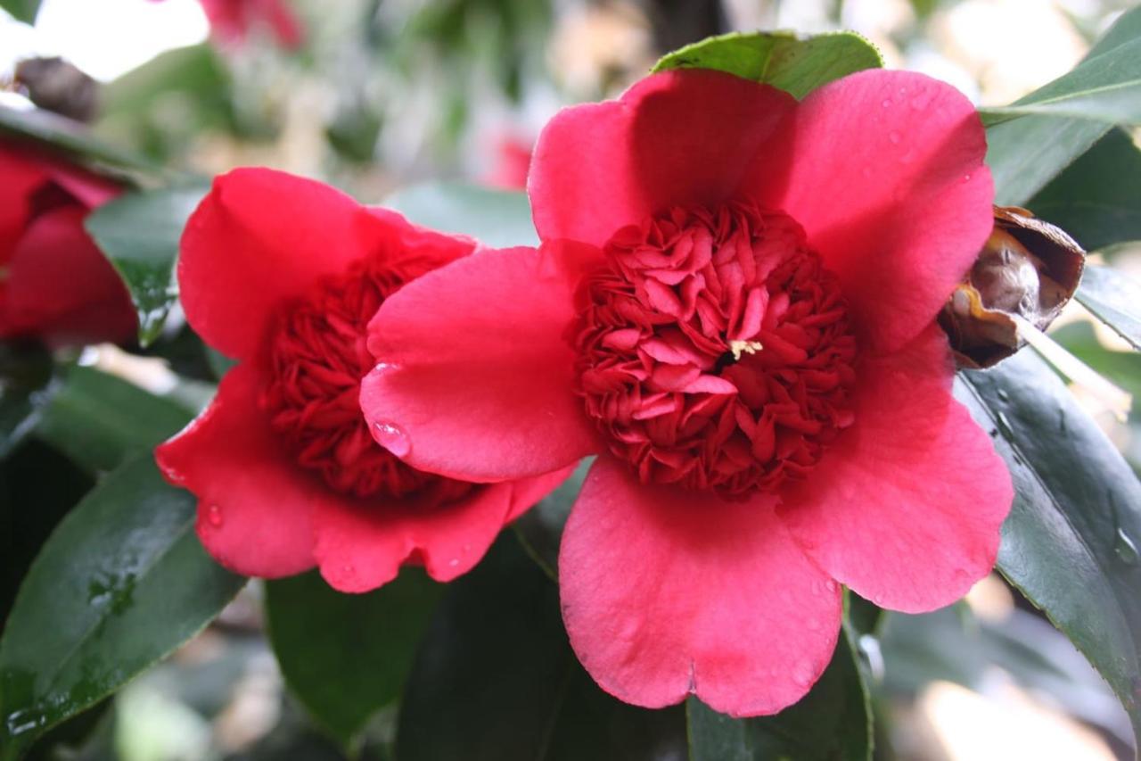 Апартаменты La Camelia D'Oro Оджеббио Экстерьер фото